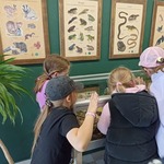 Grupka dzieci ogląda eksponaty płazów i gadów w budynku Parku Krajobrazowego Puszczy Knyszyńskiej w Supraślu.jpg